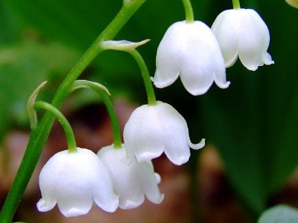 konvalinka-lily of the valley